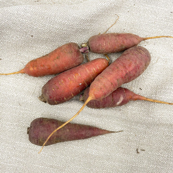 Des petites carottes très gouteuses idéales pour vos plats mijotés et vos tajines de culture biologique (79)