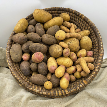 Pommes de terre (ratte, Claustar, Ulysse, Oeil de Perdrix) biologique. Vente directe chez le producteur sud Deux-Sèvres (79)