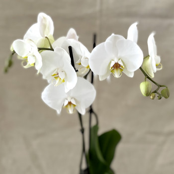 Orchidée en pot 2 tiges - Fleurs et Passion - Celles-sur-Belle
