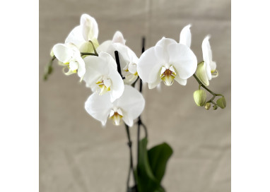 Orchidée en pot 2 tiges - Fleurs et Passion - Celles-sur-Belle